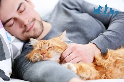 Cách huấn luyện để huấn luyện mèo ngủ với bạn