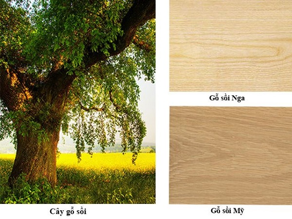 Hiểu biết chung về chất liệu gỗ sồi