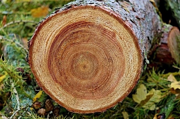 Giới thiệu khái quát về gỗ tự nhiên?