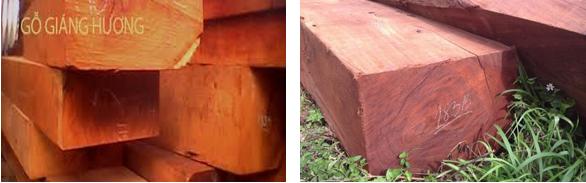 Sự khác nhau của gỗ Giáng Hương và gỗ Hương